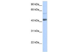 Western Blotting (WB) image for anti-PR Domain Containing 15 (PRDM15) antibody (ABIN2458212) (PRDM15 抗体)
