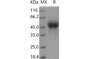 Western Blotting (WB) image for Coagulation Factor III (thromboplastin, Tissue Factor) (F3) protein (His tag) (ABIN7195151)