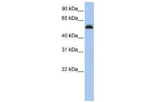 WB Suggested Anti-RUNX1  Antibody Titration: 0. (RUNX1 抗体  (Middle Region))