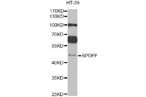 Western blot analysis of extracts of HT-29 cells, using SPDEF antibody (ABIN2560106) at 1:1000 dilution. (SPDEF/PSE 抗体)