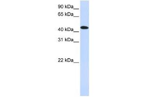 Western Blotting (WB) image for anti-MAP Kinase Interacting serine/threonine Kinase 2 (MKNK2) antibody (ABIN2459882) (MKNK2 抗体)