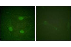 Immunofluorescence (IF) image for anti-ELK3, ETS-Domain Protein (SRF Accessory Protein 2) (ELK3) (AA 323-372), (pSer357) antibody (ABIN1531595)