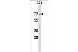 Western blot analysis in 293 cell line lysates (35ug/lane). (ZNF643 抗体  (AA 205-231))