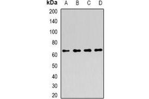 Western blot analysis of ATIC expression in MCF7 (A), HepG2 (B), HT29 (C), K562 (D) whole cell lysates. (ATIC 抗体)