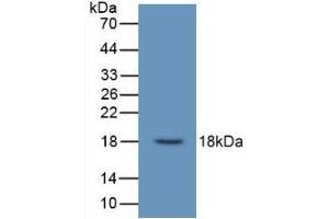 Detection of Recombinant UCN3, Human using Monoclonal Antibody to Urocortin 3 (UCN3) (UCN3 抗体  (AA 22-161))
