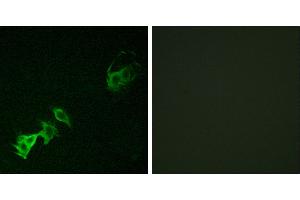 P-peptide - +Immunofluorescence analysis of A549 cells, using Abl (Phospho-Tyr393/412) antibody. (ABL1 抗体  (pTyr393, pTyr412))