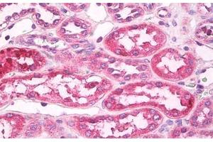 Image no. 2 for anti-Toll-Like Receptor 4 (TLR4) (AA 420-435) antibody (ABIN1491512) (TLR4 抗体  (AA 420-435))