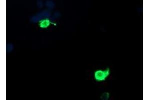 Image no. 3 for anti-Proteasome (Prosome, Macropain) Inhibitor Subunit 1 (PI31) (PSMF1) antibody (ABIN1500490) (PSMF1 抗体)