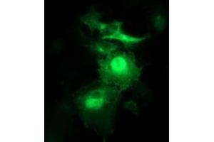 Immunofluorescence (IF) image for anti-Synaptosomal-Associated Protein, 25kDa (SNAP25) antibody (ABIN1501015)