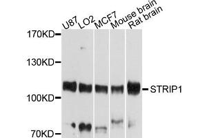 Western blot analysis of extract of various cells, using STRIP1 antibody. (STRIP1 抗体)