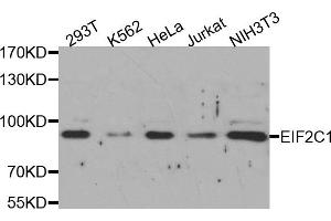 Western Blotting (WB) image for anti-Eukaryotic Translation Initiation Factor 2C, 1 (EIF2C1) antibody (ABIN1877051) (AGO1 抗体)