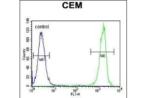 NUDT22 Antibody (C-term) (ABIN655227 and ABIN2844833) flow cytometric analysis of CEM cells (right histogram) compared to a negative control cell (left histogram). (NUDT22 抗体  (C-Term))