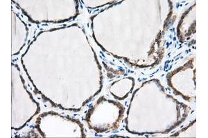 Immunohistochemical staining of paraffin-embedded Human pancreas tissue using anti-PDE4A mouse monoclonal antibody. (PDE4A 抗体)