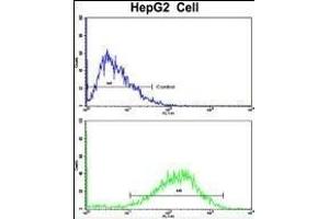 Flow cytometric analysis of HepG2 cells using SIL1 Antibody (Center)(bottom histogram) compared to a negative control cell (top histogram). (SIL1 抗体  (AA 99-126))