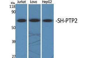 Western Blot (WB) analysis of specific cells using SH-PTP2 Polyclonal Antibody. (PTPN11 抗体  (Internal Region))