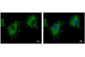ICC/IF Image NIR1 antibody [C3], C-term detects PITPNM3 protein at cytoplasm by immunofluorescent analysis. (NIR1 抗体  (C-Term))
