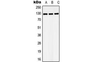 Western blot analysis of LATS1 expression in Hela (A), Raw264.