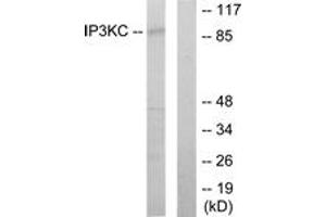 Western blot analysis of extracts from HT-29 cells, using IP3KC Antibody. (ITPKC 抗体  (AA 221-270))