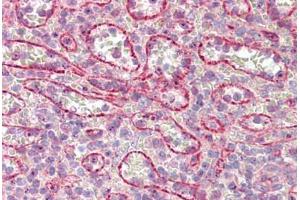 Anti-NUMB antibody IHC staining of human spleen. (NUMB 抗体  (AA 1-50))