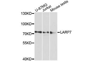 Western blot analysis of extracts of various cell lines, using LARP7 antibody. (LARP7 抗体)