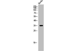 Western Blot analysis of HuvEc cells using 9G8 Polyclonal Antibody (SFRS7 抗体  (Internal Region))