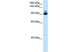 anti-Actin alpha 2 antibody
