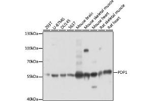 Western blot analysis of extracts of various cell lines, using PDP1 antibody (ABIN7269774) at 1:3000 dilution. (PDP 抗体  (AA 72-260))