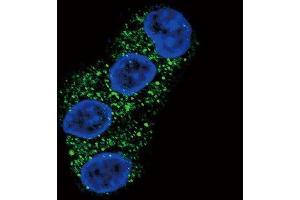 Confocal immunofluorescent analysis of ABCG2 (BCRP) Antibody (Center)  with HepG2 cell followed by Alexa Fluor 488-conjugated goat anti-rabbit lgG (green).