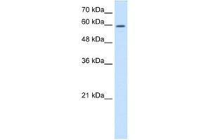 CRMP1 antibody used at 0. (CRMP1 抗体  (C-Term))