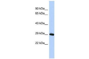 ZNF524 antibody used at 0. (ZNF524 抗体  (N-Term))