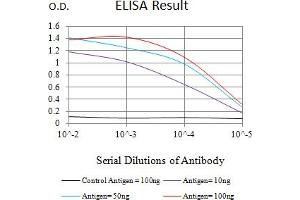 Black line: Control Antigen (100 ng),Purple line: Antigen (10 ng), Blue line: Antigen (50 ng), Red line:Antigen (100 ng) (SIRT2 抗体  (AA 275-389))