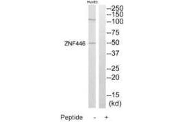 ZNF446 Antikörper