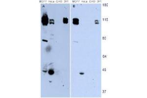 Western Blotting (WB) image for anti-Neural Precursor Cell Expressed, Developmentally Down-Regulated 9 (NEDD9) (AA 82-398) antibody (ABIN129518)