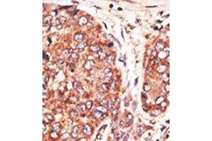 Image no. 2 for anti-Transcription Factor MafK (MAFK) (C-Term) antibody (ABIN358704) (MAFK 抗体  (C-Term))