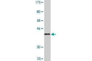 Western Blotting (WB) image for anti-Plexin A2 (Plxna2) (AA 1-164) antibody (ABIN518985)