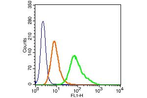 Human Hela cells probed with c-Fos (Ser32) Polyclonal Antibody, Alexa Fluor 488 conjugated (bs-3152R-A488) (green) at 1:100 for 30 minutes compared to unstained cells (blue) and isotype control (orange). (c-FOS 抗体  (pSer32) (Alexa Fluor 488))