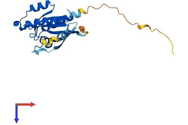 RAB17 Protein (AA 1-214) (His tag)