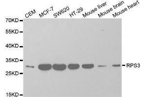 Western blot analysis of extracts of various cell lines, using RPS3 antibody. (RPS3 抗体  (AA 1-243))