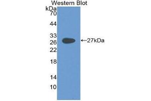Western Blotting (WB) image for anti-Glycoprotein 2 (Zymogen Granule Membrane) (GP2) (AA 307-512) antibody (ABIN2118694) (GP2 抗体  (AA 307-512))