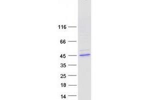 Western Blotting (WB) image for CUGBP, Elav-Like Family Member 5 (CELF5) (Transcript Variant 2) protein (Myc-DYKDDDDK Tag) (ABIN2715339)