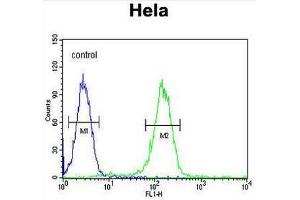CCNH Antibody (C-term) flow cytometric analysis of Hela cells (right histogram) compared to a negative control cell (left histogram). (Cyclin H 抗体  (C-Term))