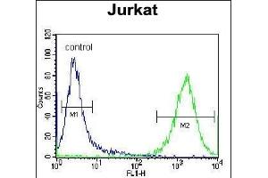 PRMT4 Antibody (Center) (ABIN655260 and ABIN2844856) flow cytometric analysis of Jurkat cells (right histogram) compared to a negative control cell (left histogram). (CARM1 抗体  (AA 346-377))