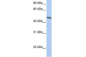 NXF3 antibody used at 1 ug/ml to detect target protein. (NXF3 抗体  (N-Term))