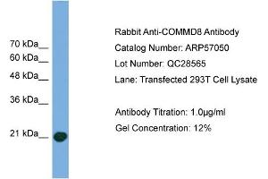 WB Suggested Anti-COMMD8  Antibody Titration: 0. (COMMD8 抗体  (Middle Region))
