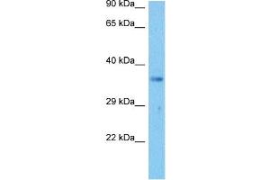 Host:  Mouse  Target Name:  NPM1  Sample Tissue:  Mouse Liver  Antibody Dilution:  1ug/ml (NPM1 抗体  (Middle Region))