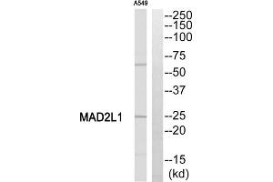 Western blot analysis of extracts from A549 cells, using MAD2L1 antibody. (MAD2L1 抗体  (Internal Region))