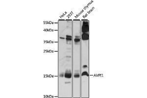 Western blot analysis of extracts of various cell lines, using  antibody (ABIN7265665) at 1:1000 dilution. (AVPI1 抗体  (AA 1-147))