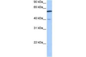 Western Blotting (WB) image for anti-DEP Domain Containing 7 (DEPDC7) antibody (ABIN2463456) (DEPDC7 抗体)
