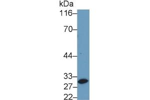 Detection of CASP14 in Porcine Skin lysate using Polyclonal Antibody to Caspase 14 (CASP14) (CASP14 抗体  (AA 1-242))