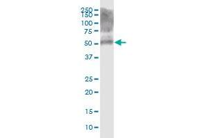 KRT39 MaxPab polyclonal antibody. (Keratin 39 (KRT39) (AA 1-491) 抗体)